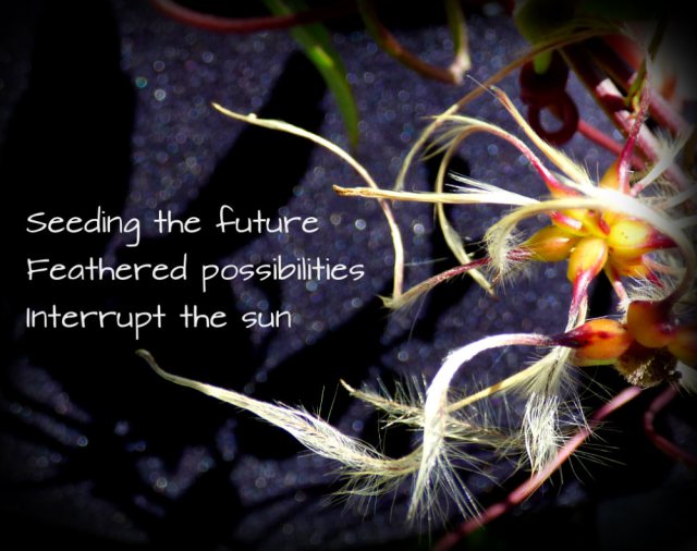 Seeding the future Feathered possibilities Interrupt the sun