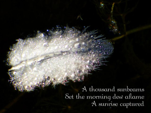 A thousand sunbeams Set the morning dew aflame A sunrise captured