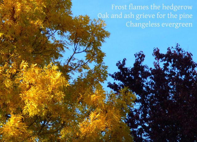 Frost flames the hedgerow Oak and ash grieve for the pine Changeless evergreen