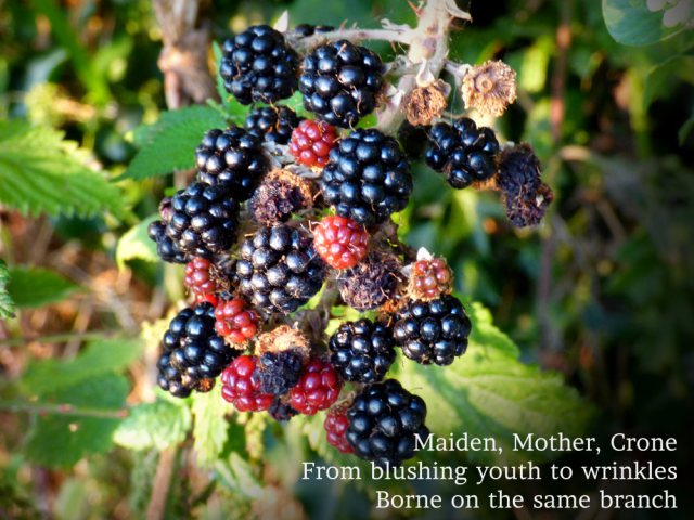 Maiden, Mother, Crone From blushing youth to wrinkles Borne on the same branch