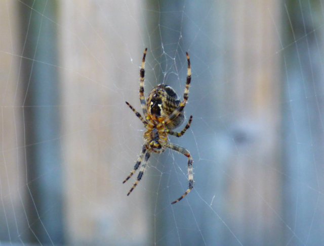 mist butterflies flowers nick 020