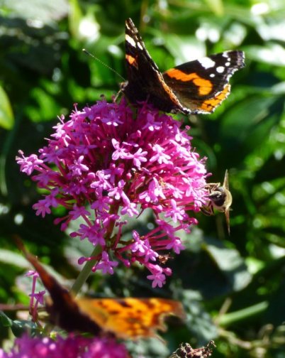 mist butterflies flowers nick 057