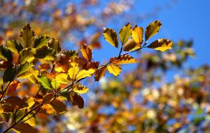 Sept 2015 Benisms post morgue