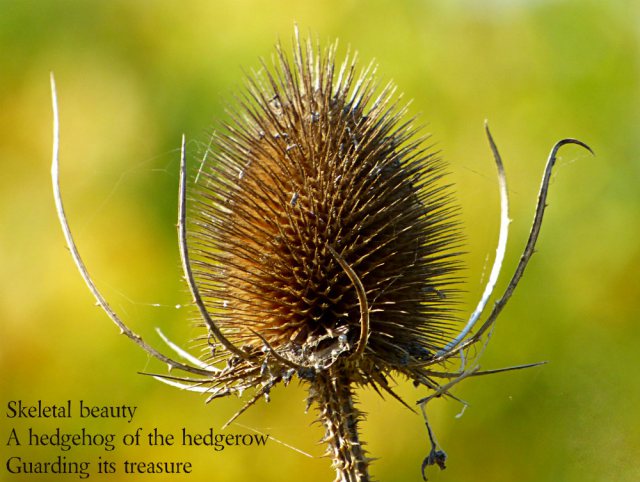 Skeletal beauty A hedgehog of the hedgerow Guarding its treasure