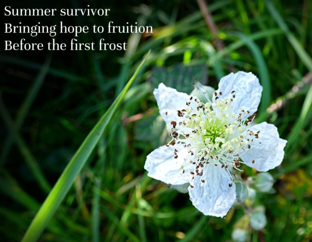 Summer survivor Bringing hope to fruition Before the first frost