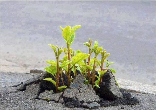 12115980_883069095111710_6192558550201625749_n