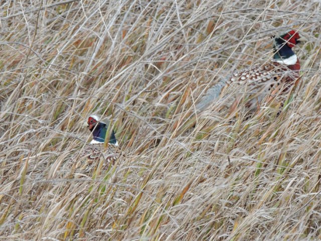 pheasants in wheat stubble