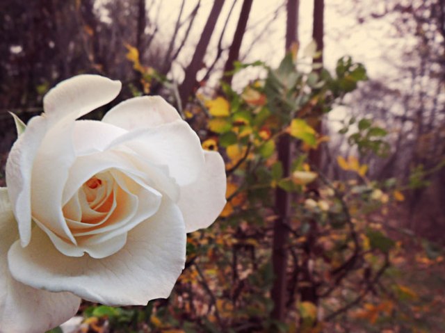 white rose in november