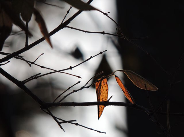 leaves back lit by late afternoon sun