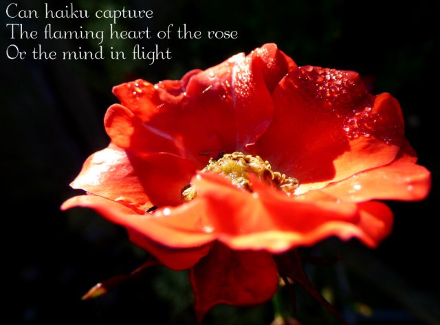 Can haiku capture The flaming heart of the rose Or the mind in flight