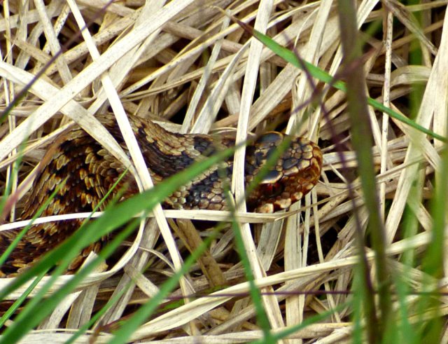 snake adder barbrook merlin stone beeley derbyshire (9)