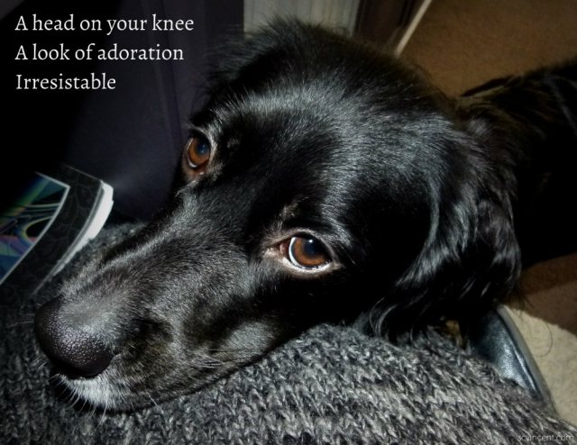 A head on your knee A look of adoration Irresistable