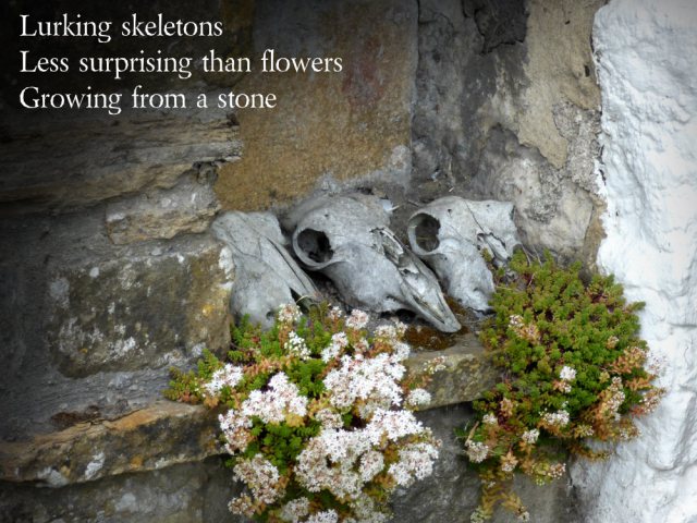 Lurking skeletons Less surprising than flowers Growing from a stone