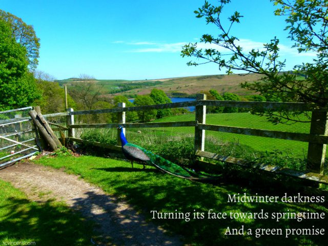 Midwinter darkness Turning its face towards springtime And a green promise