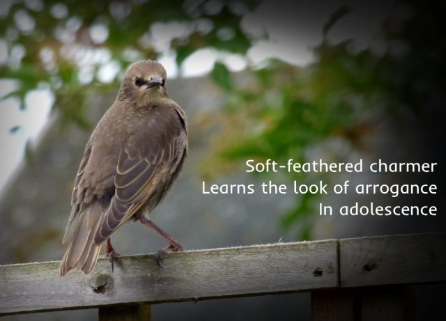 Soft-feathered charmer Learns the look of arrogance In adolescence