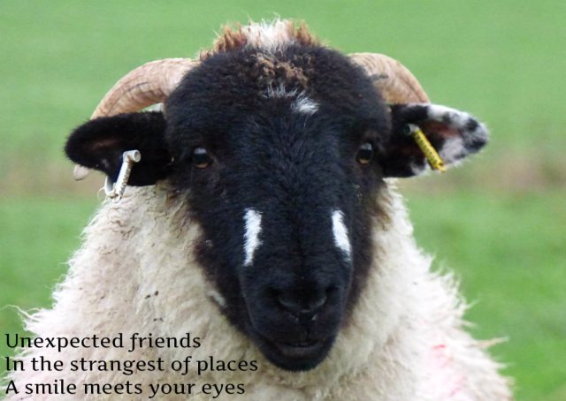 unexpected friends in the strangest of places a smile meets your eyes