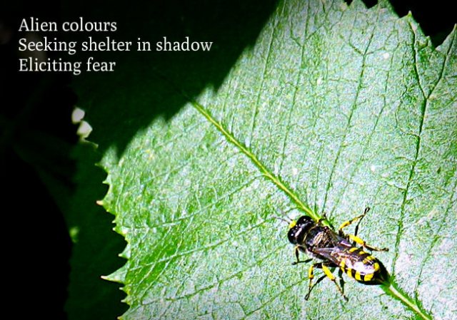 Alien colours Seeking shelter in shadow Eliciting fear