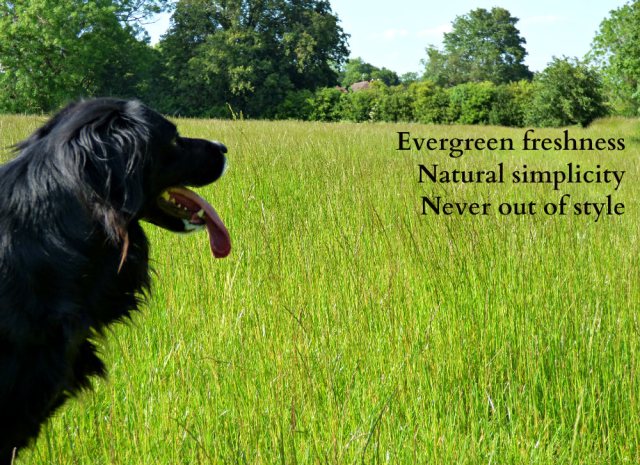 Evergreen freshness Natural simplicity Never out of style