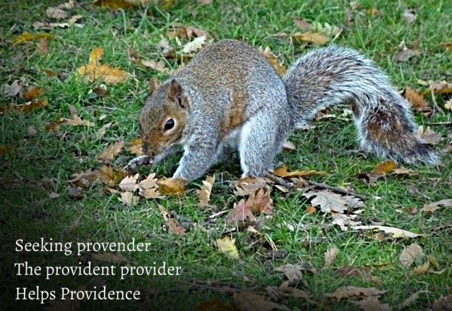 Seeking provender The provident provider Helps Providence