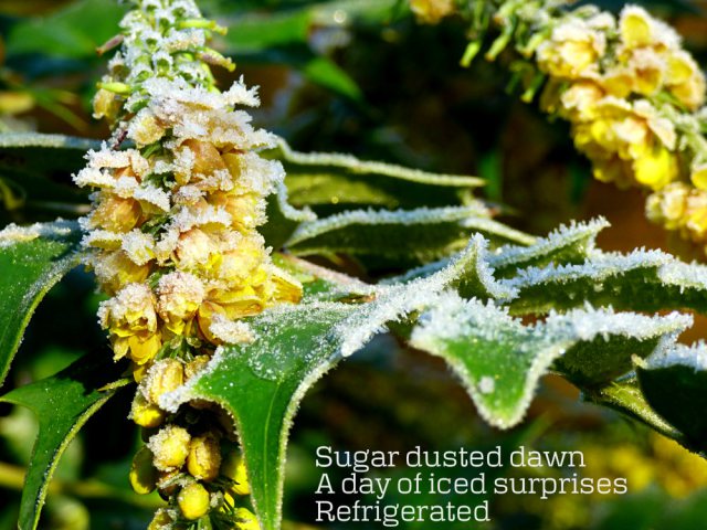 Sugar dusted dawn A day of iced surprises Refrigerated