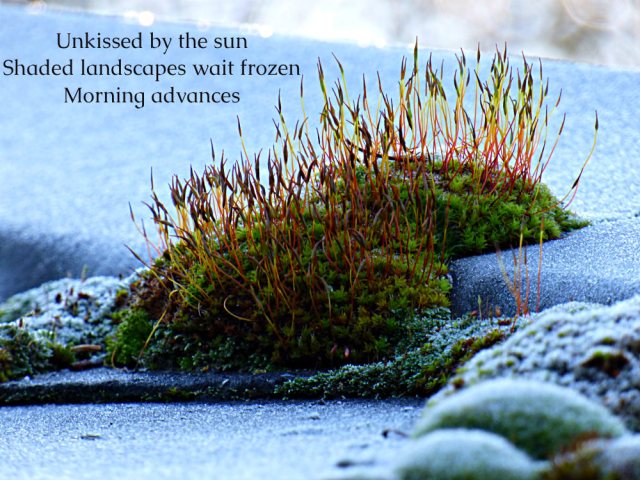 Unkissed by the sun Shaded landscapes wait frozen Morning advances