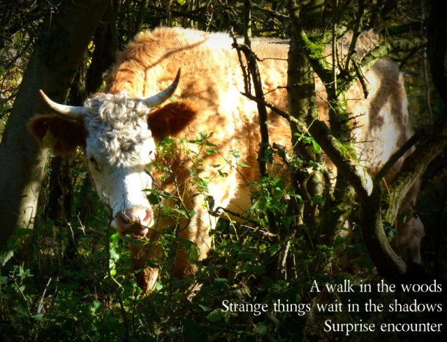 A walk in the woods Strange things wait in the shadows Surprise encounter