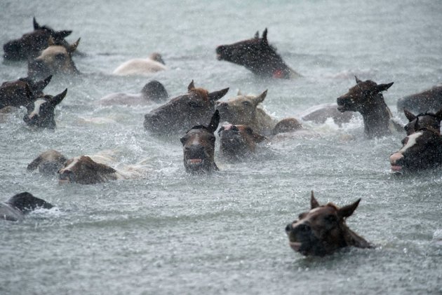 a3a3ed22-23d2-4d5e-b78d-c377a192f818_pony-swim3-250713