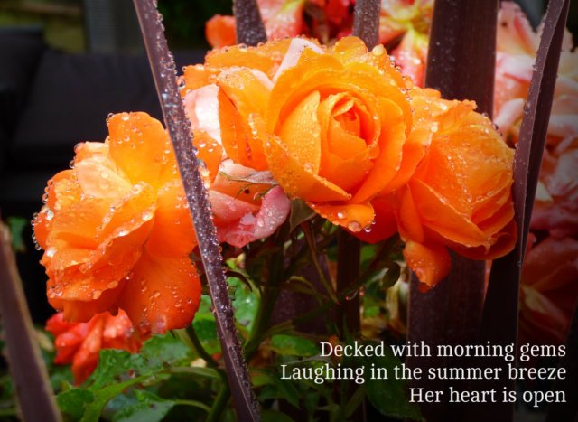 Decked with morning gems Laughing in the summer breeze Her heart is open