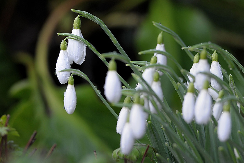 snowdrops-in-bloom-in-gloucestershire-138982445390517801