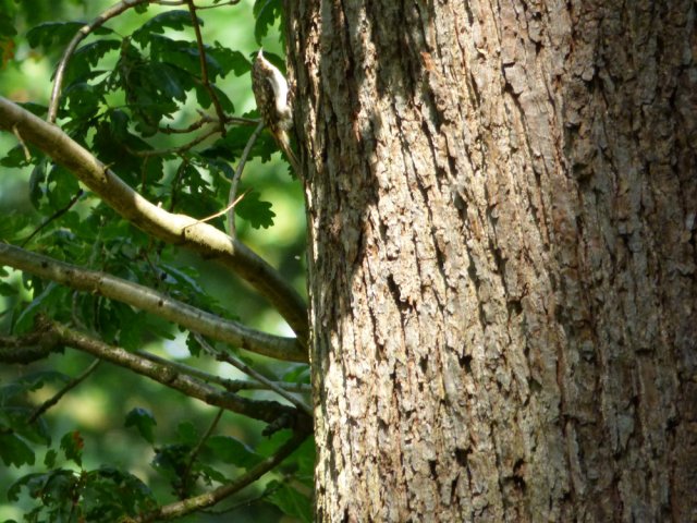 treecreeper (1)