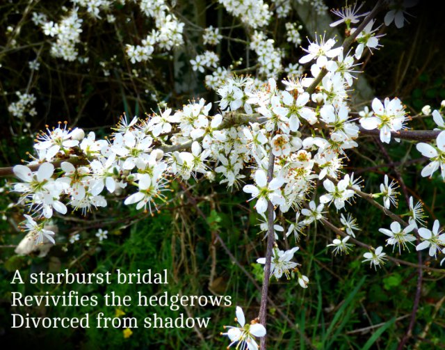 A starburst bridal Revivifies the hedgerows Divorced from shadow