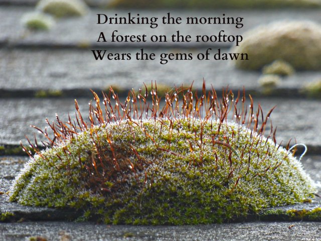 Drinking the morning A forest on the rooftop Wears the gems of dawn