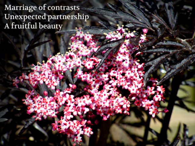Marriage of contrasts Unexpected partnership A fruitful beauty