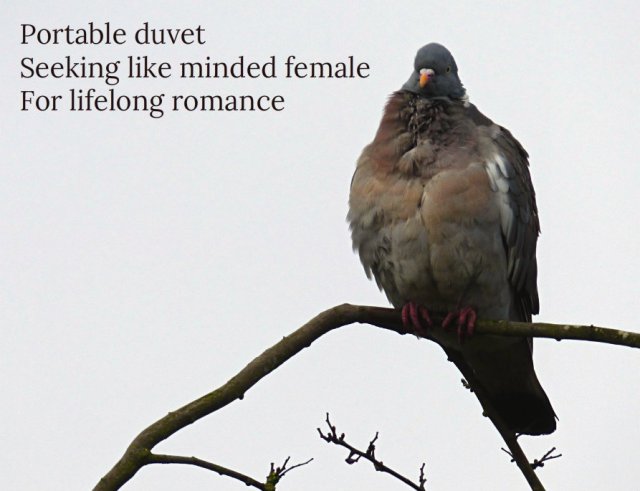 Portable duvet Seeking like minded female For lifelong romance