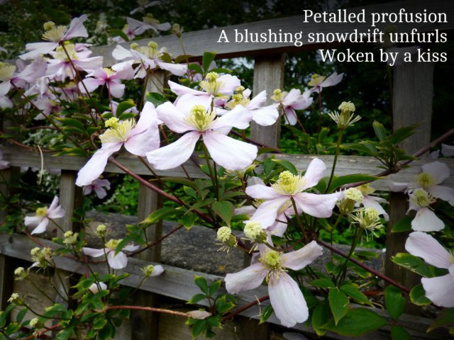 0Petalled profusion A blushing snowdrift unfurls Woken by a kiss55