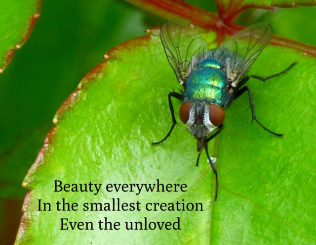 Beauty everywhere In the smallest creation Even the unloved