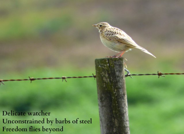 Delicate watcher Unconstrained by barbs of steel Freedom flies beyond