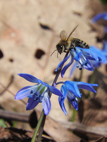 honey bee on scilla