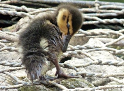 nick trike park birds flowers trees 060