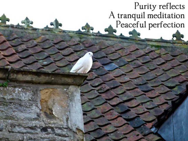 purity reflects, a tranquil meditation, peaceful perfection