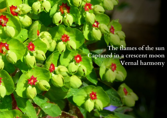 The flames of the sun Captured in a crescent moon Vernal harmony