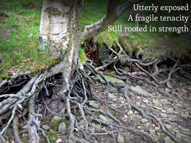 Utterly exposed A fragile tenacity Still rooted in strength