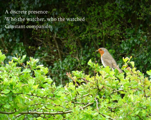 A discrete presence Who the watcher, who the watched Constant companion