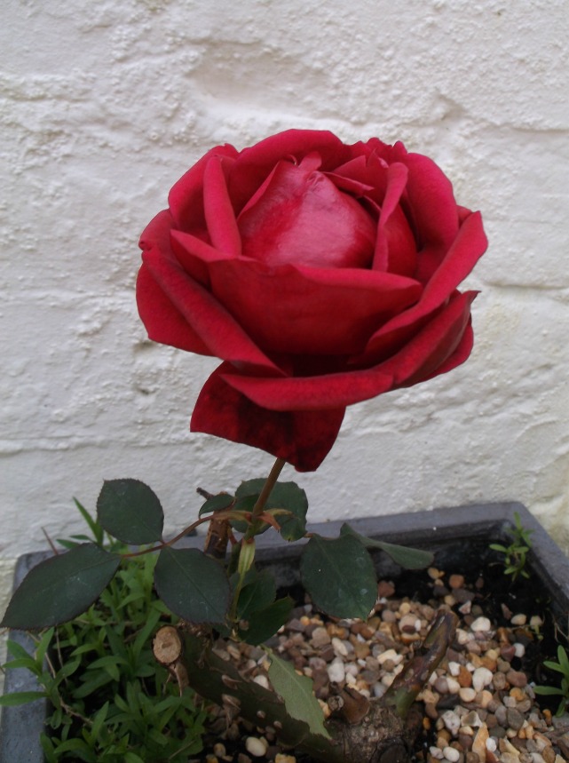 resized rose