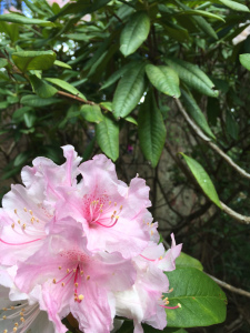 Rhododendron