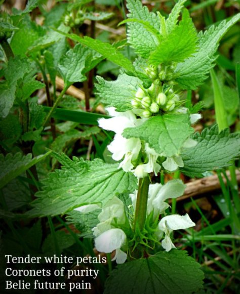 Tender white petals Coronets of purity Belie future pain