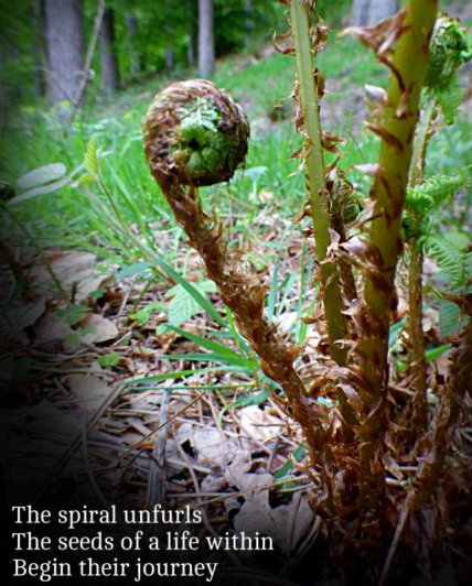 The spiral unfurls The seeds of a life within Begin their journey