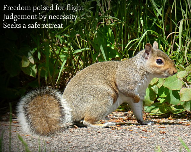 Freedom poised for flight Judgement by necessity Seeks a safe retreat