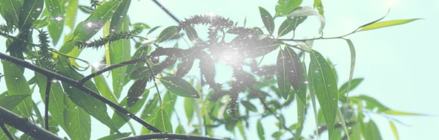 Willows with sparkle