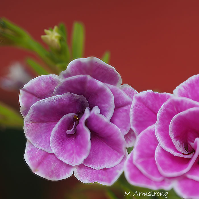 VIOLET WITH A SIDE OF WHITE